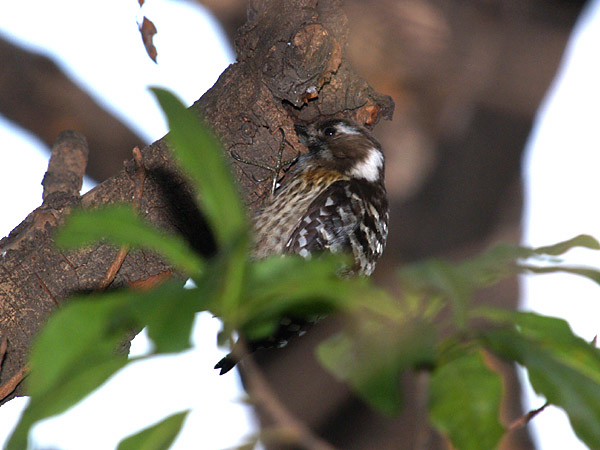 エサを採るコゲラ