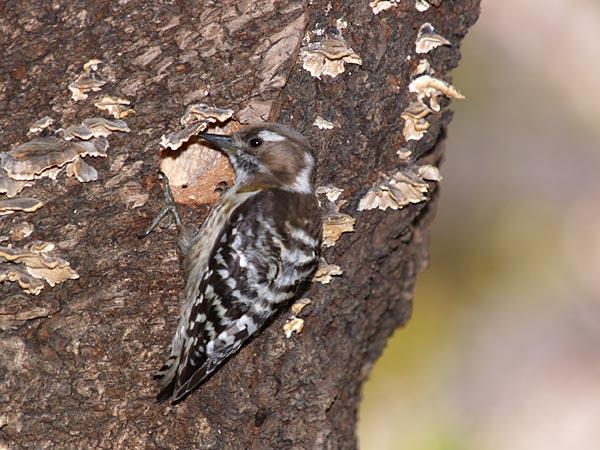 コゲラの巣作り