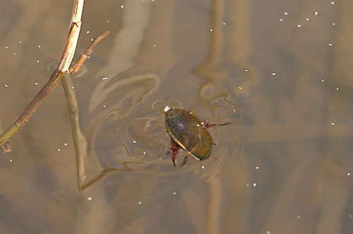 ため池のゲンゴロウ