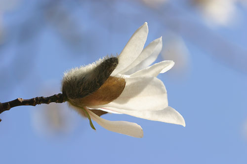 コブシの花