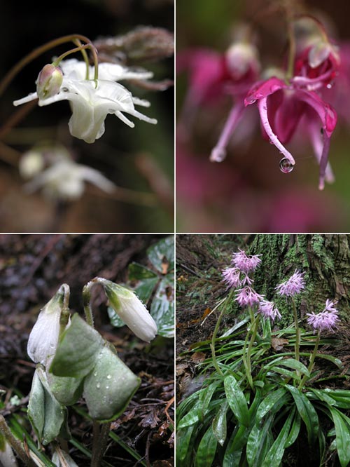 春の花（オリンパス８０８０）
