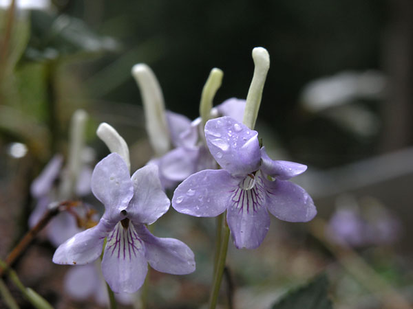 ナガハシスミレ