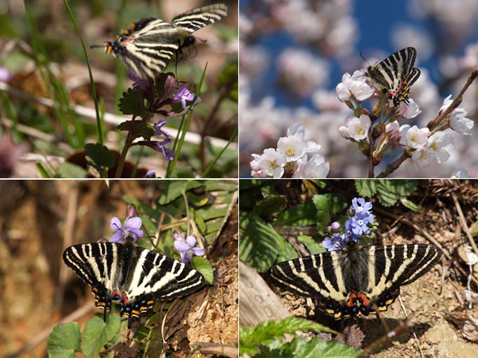 ギフチョウの来た花