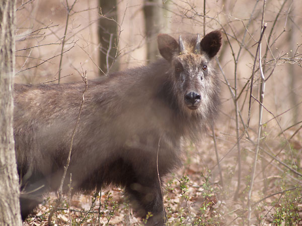 再びカモシカ
