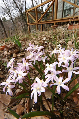 庭のキオノドクサ