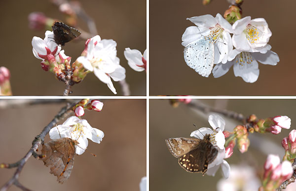 サクラにやってきたチョウ