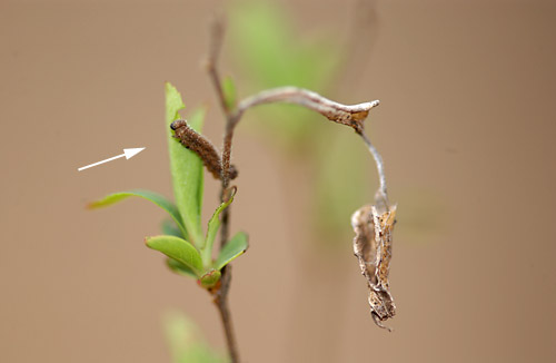 ホシミスジの幼虫