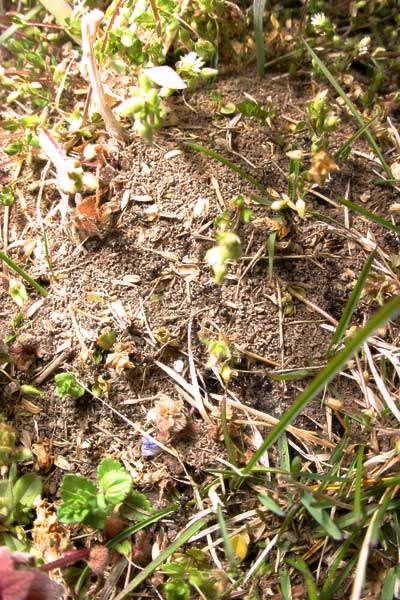 クロヤマアリの巣