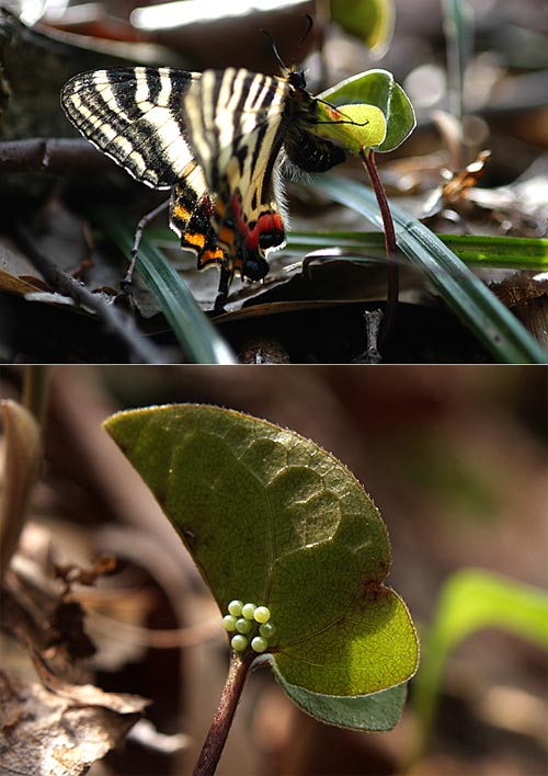 ギフチョウの産卵