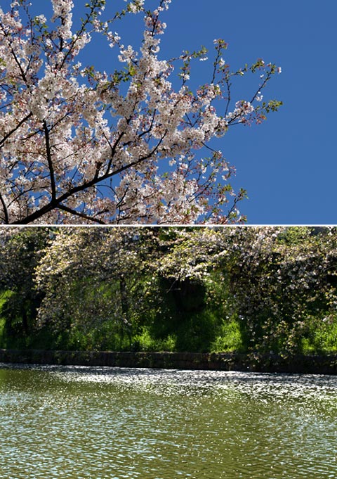 長持ちした東京のサクラ