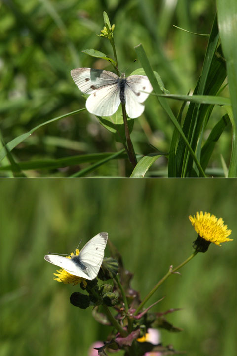 東京のモンシロチョウ