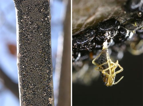 クリオオアブラムシの孵化