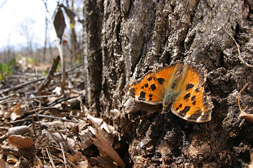 庭のヒオドシチョウ
