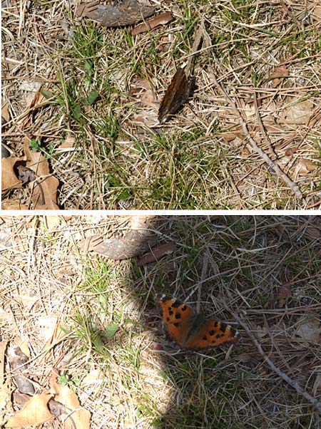 翅を閉じたり開いたりするヒオドシチョウ