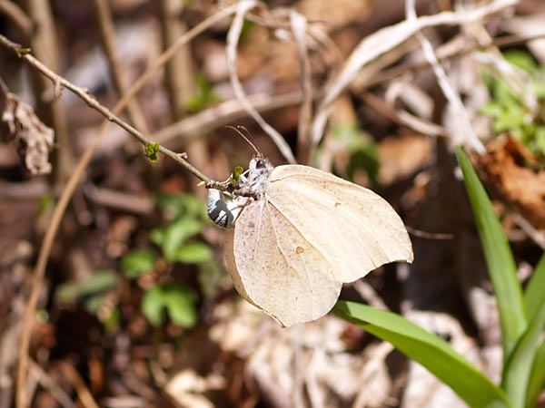 スジボソヤマキチョウの産卵
