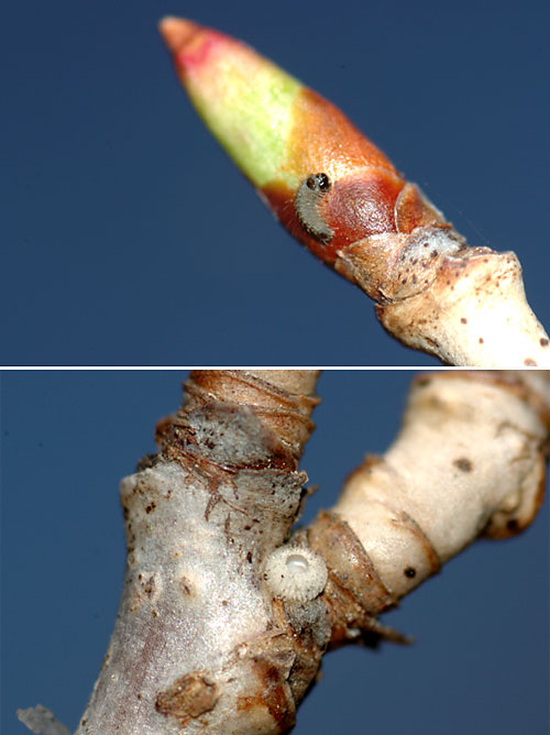 孵化したメスアカミドリシジミ