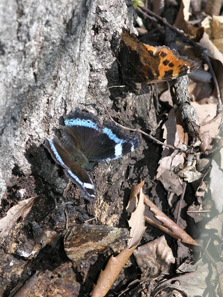 庭のルリタテハ