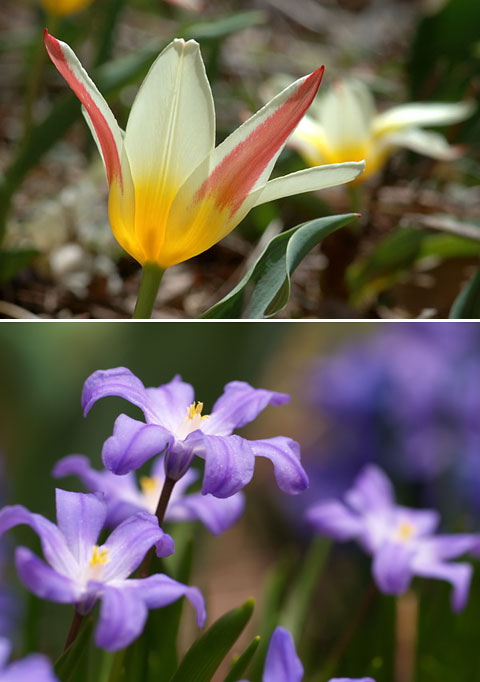 チューリップとキオノドクサ