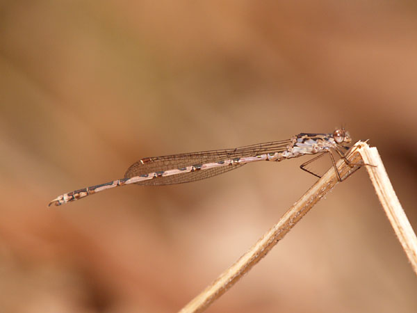 ホソミオツネントンボ