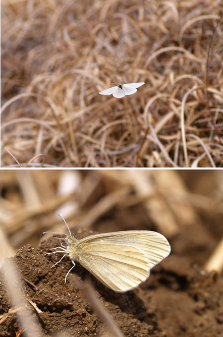 ヒメシロチョウ