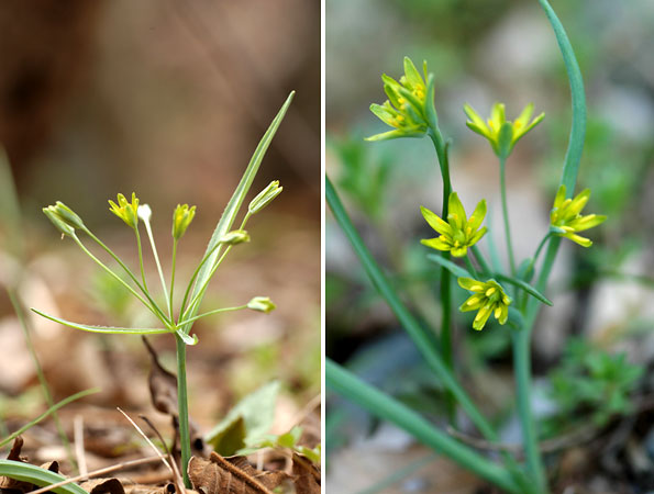 キバナアマナの日周活動