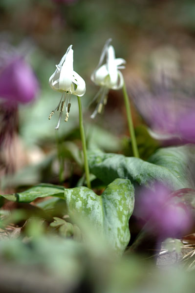 白いカタクリ