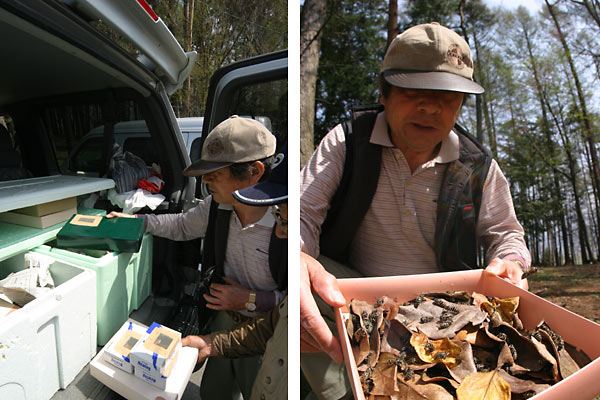 クロスズメバチを放す