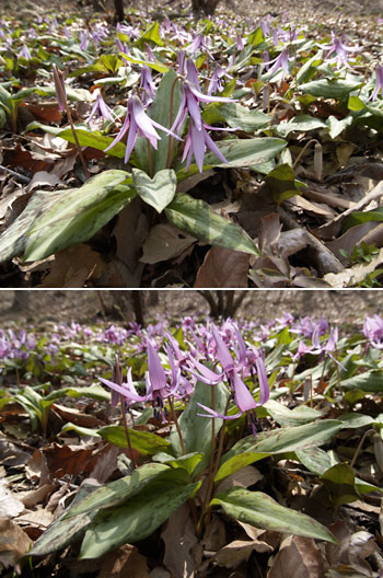 カタクリの日周運動