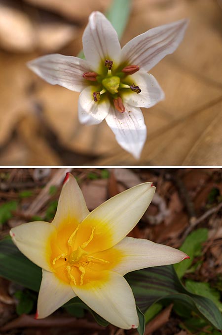 アマナとチューリップ