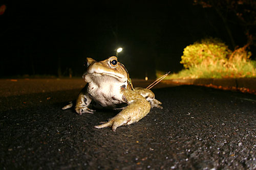 雨の中のヒキガエル