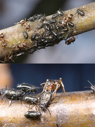 クリオオアブラムシとトビイロケアリ