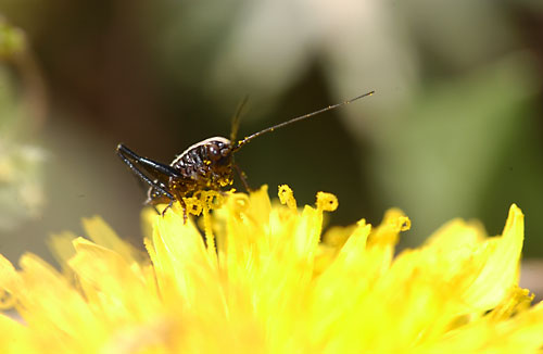 ヒメギスの幼虫