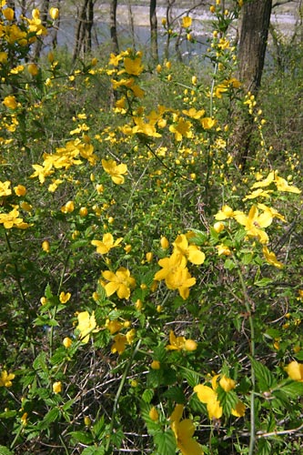 ヤマブキの開花