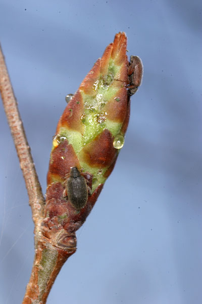 ケヤキのノミゾウムシ