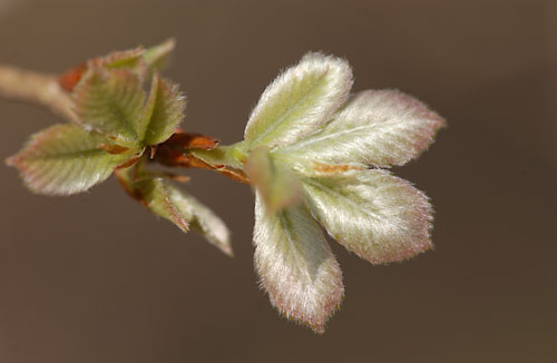コナラの芽吹き