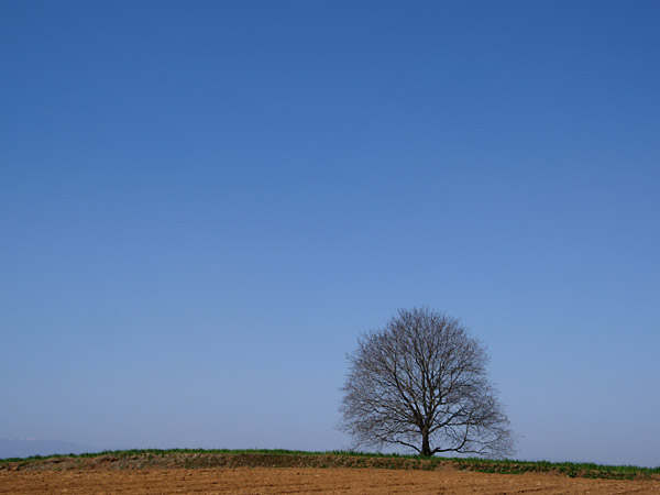 クルミの木（定点）