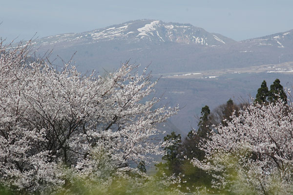 根子岳とサクラ