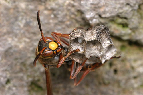 キボシアシナガバチ