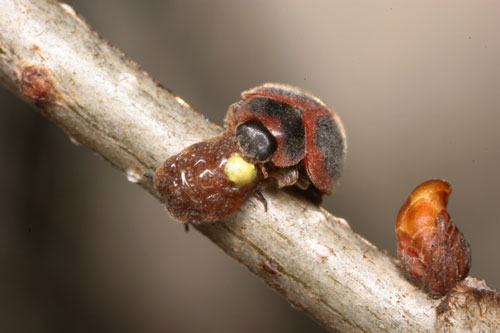 ベニヘリテントウ