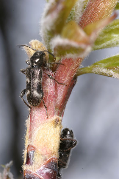 ヨツボシヒラタカミキリ