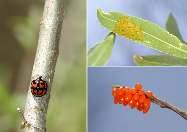 ヤナギハムシとカメノコテントウの卵