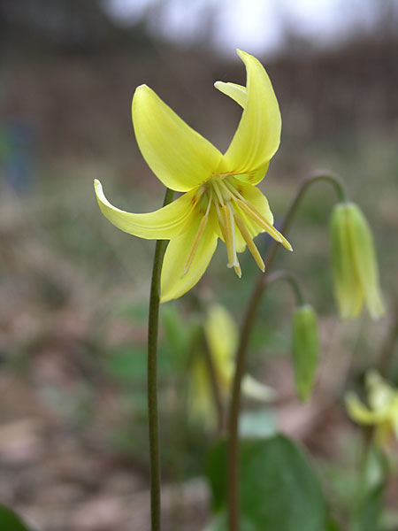 園芸種のカタクリ