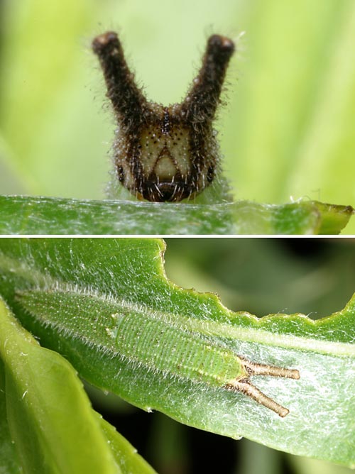 緑色になったコムラサキの幼虫