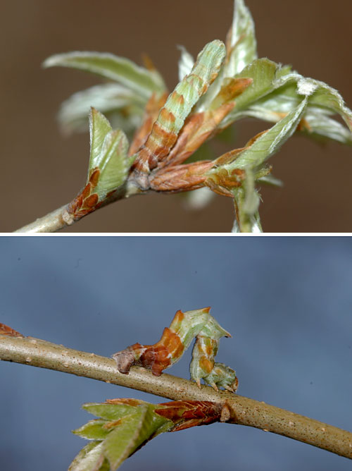 カギシロスジアオシャクの見事な擬態
