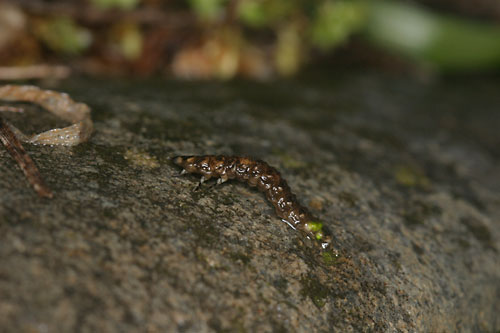 ゲンジボタル幼虫の上陸