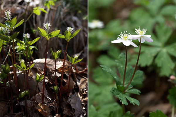 ニリンソウとヒトリシズカ