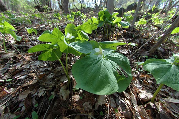 シロバナエンレイソウ