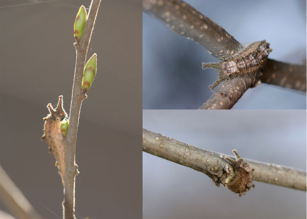 オオムラサキの幼虫