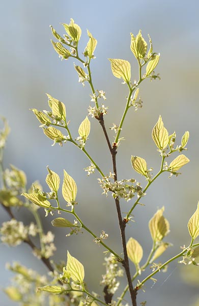 エノキの若葉と花