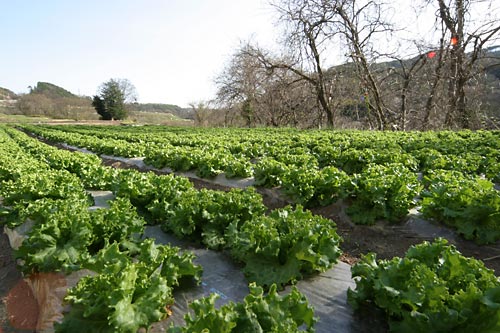 畑のレタス